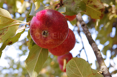Buy stock photo                                Fresh apples in natural setting