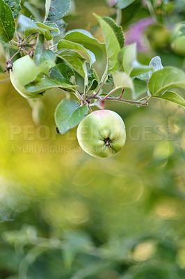 Buy stock photo Fresh apples in natural setting