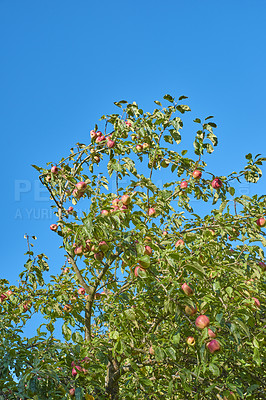 Buy stock photo Fresh apples in natural setting