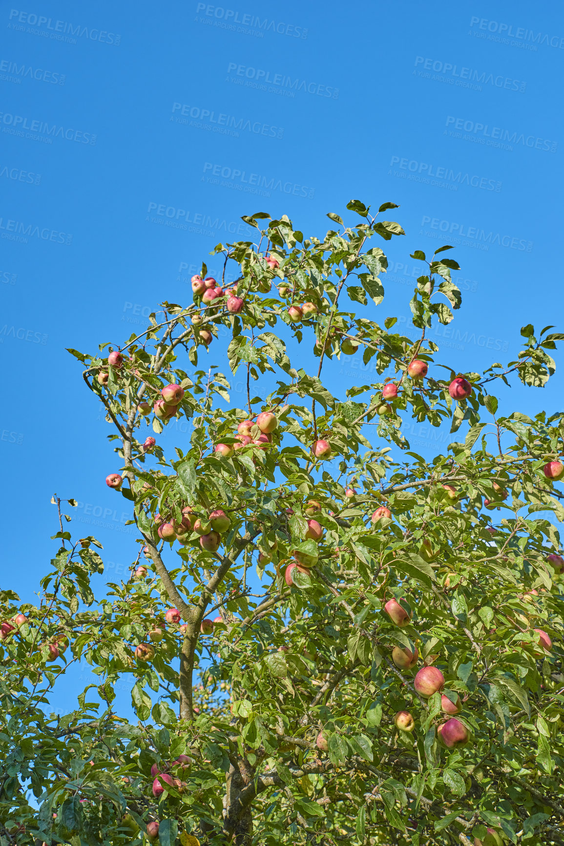 Buy stock photo Fresh apples in natural setting