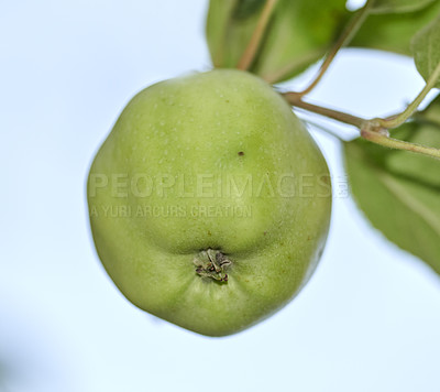 Buy stock photo Fresh apples in natural setting