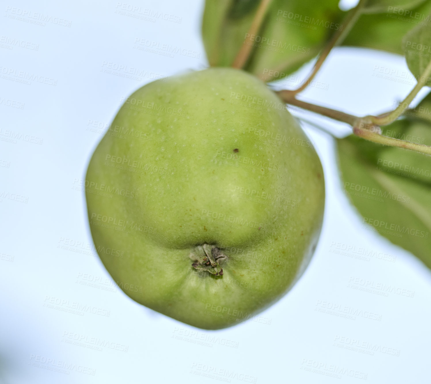 Buy stock photo Fresh apples in natural setting