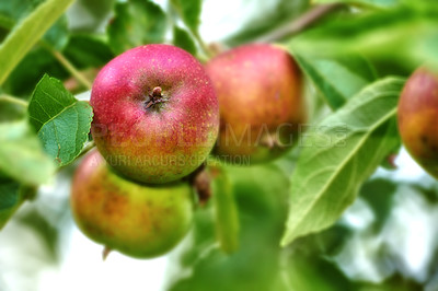 Buy stock photo Apple-picking has never looked so enticing -  a really healthy and tempting treat.