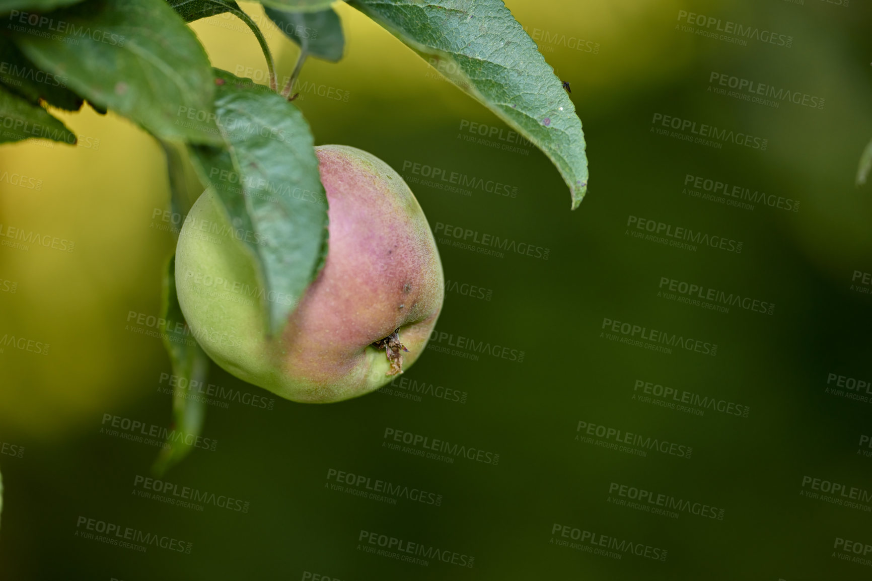 Buy stock photo Apple-picking has never looked so enticing -  a really healthy and tempting treat.