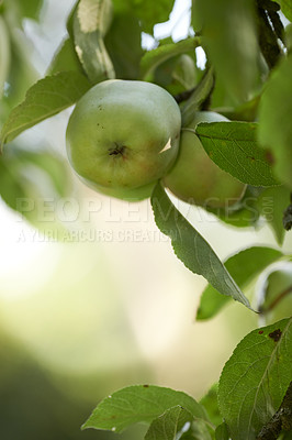 Buy stock photo Fresh apples in natural setting