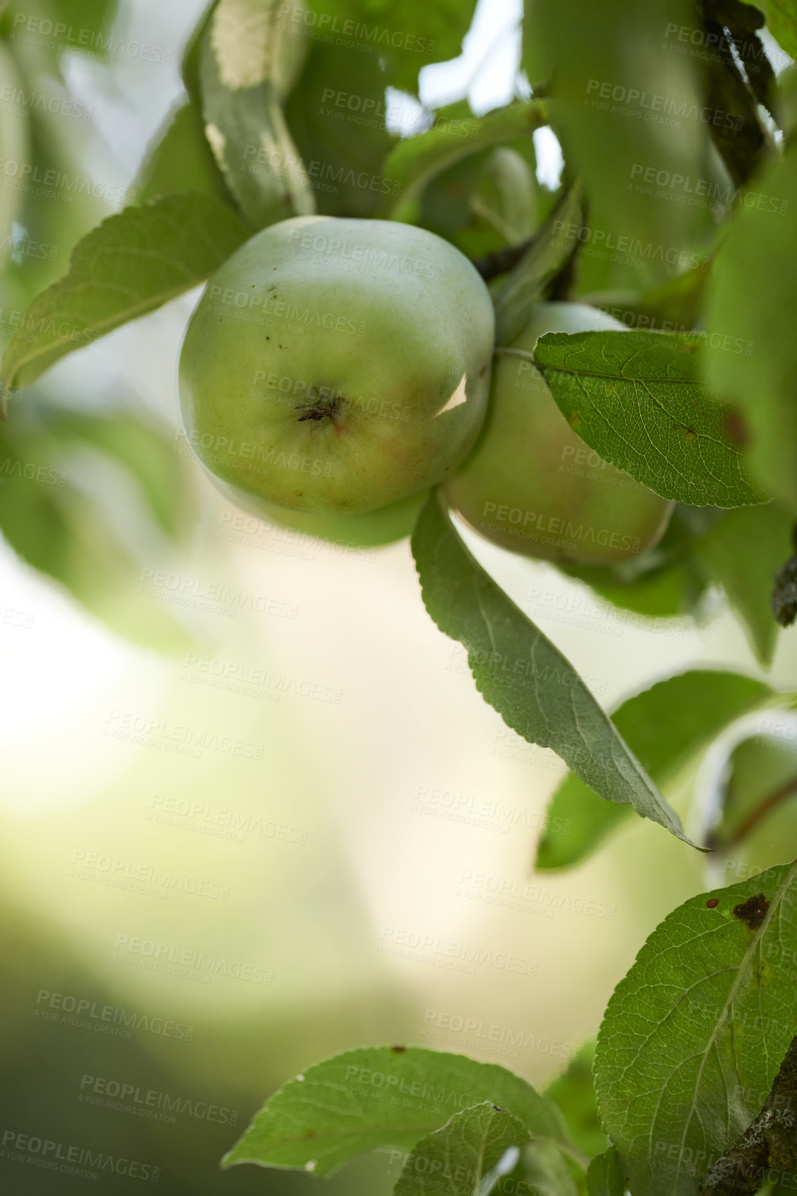 Buy stock photo Fresh apples in natural setting