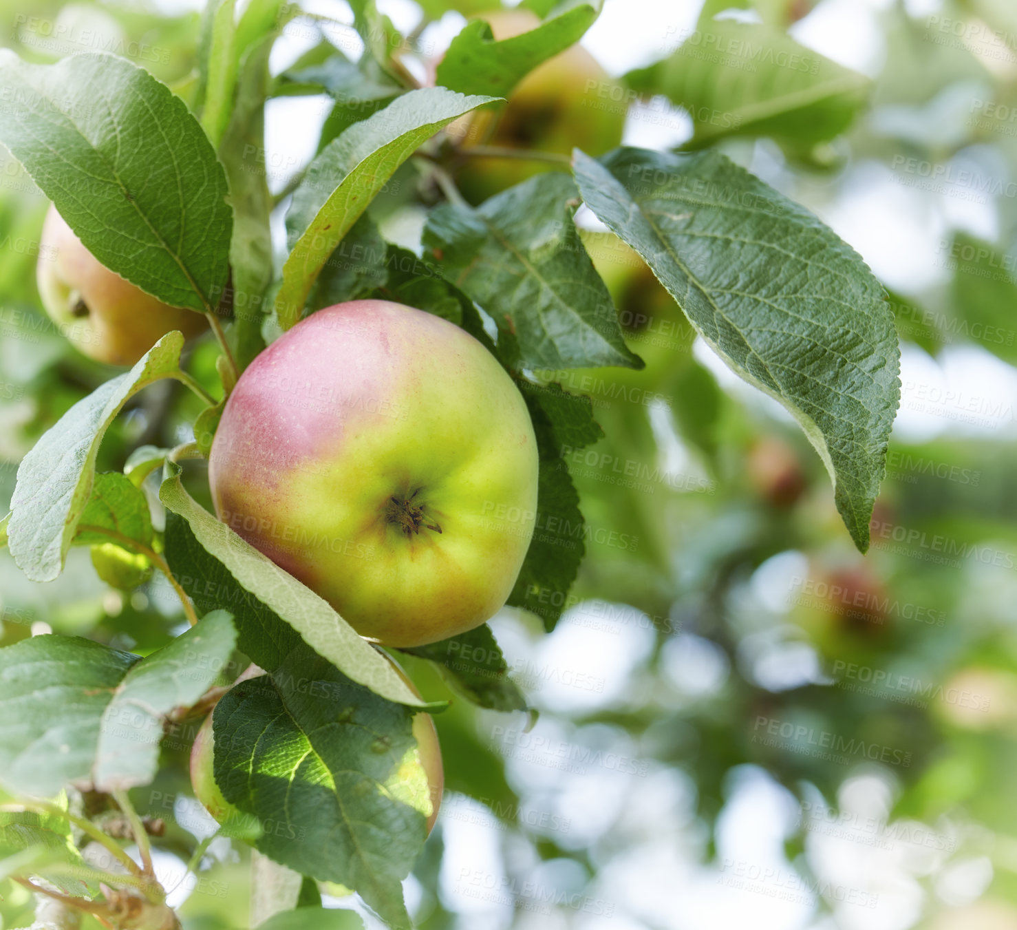 Buy stock photo Apple-picking has never looked so enticing -  a really healthy and tempting treat.