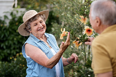 Buy stock photo Shot of an elderly couple tending to plants in their backyard