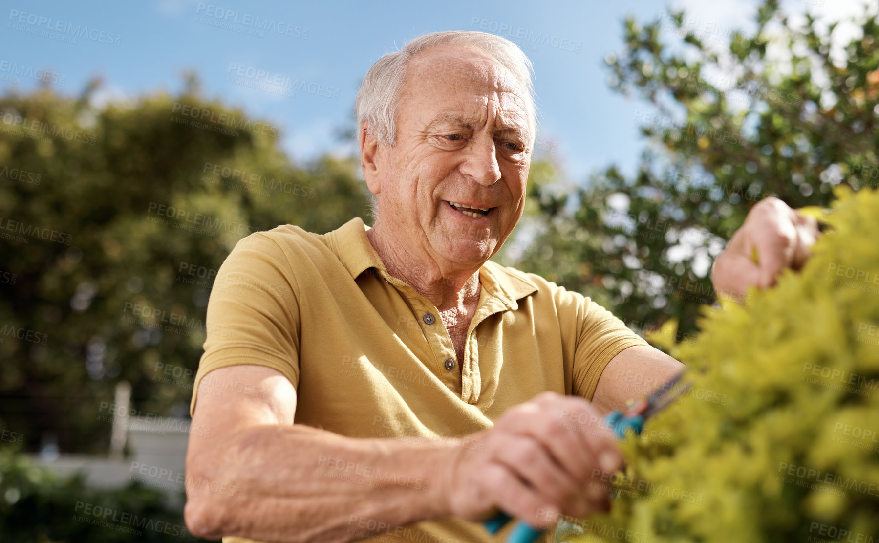 Buy stock photo Old man, cutting and trees for gardening in backyard with plant care, healthy growth and horticulture. Senior person, shears and trim leaves for garden maintenance, cultivation and retirement hobby