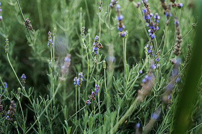 Buy stock photo Closeup shot of fresh lavender growing outdoors