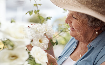 Buy stock photo Shot of an elderly woman looking at white garden roses in her backyard