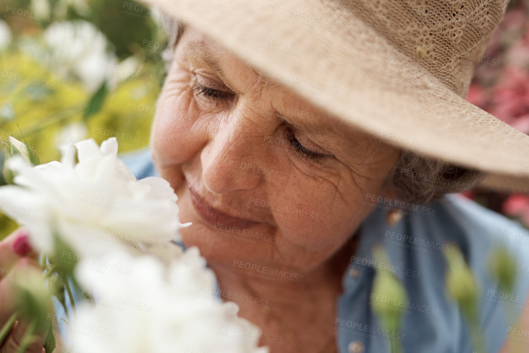 Buy stock photo Old woman, smell and gardening flowers in nature for botany, plant fragrance and blooming season. Senior person, petals and iceberg rose for aroma, botanical growth and retirement hobby in backyard