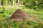 Huge anthill in a pine forest