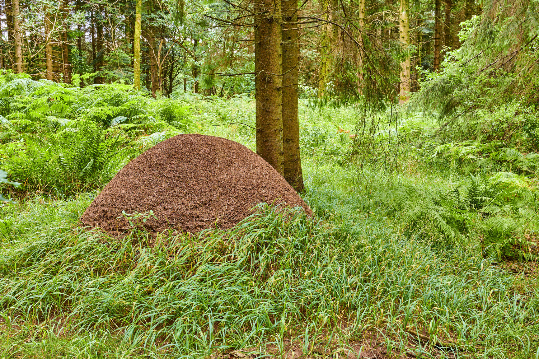 Buy stock photo Huge anthill in pine forest, Denmark