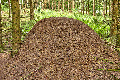 Buy stock photo Huge anthill in pine forest, Denmark