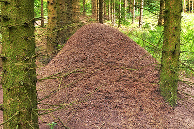 Buy stock photo Huge anthill in pine forest, Denmark