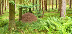 Huge anthill in a pine forest