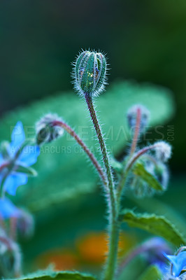 Buy stock photo A series of beautiful garden photos