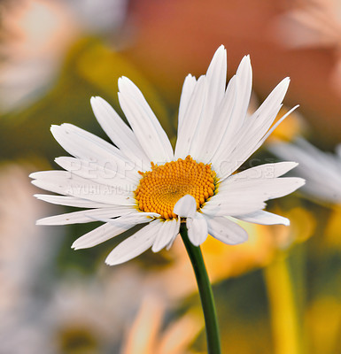 Buy stock photo Closeup of white Marguerite daisy growing for medicinal horticulture in a cultivated, remote field for chamomile tea leaf harvest. Argyranthemum frutescens flower with bokeh background in home garden