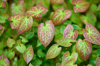 Buy stock photo Bright green and red leaves growing in a garden. Closeup of barrenwort, fairy wings or persian epimedium from the berberidaceae species of flowering plants blooming and blossoming in nature in spring