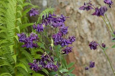 Buy stock photo A series of beautiful garden photos