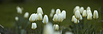 White tulips in my garden