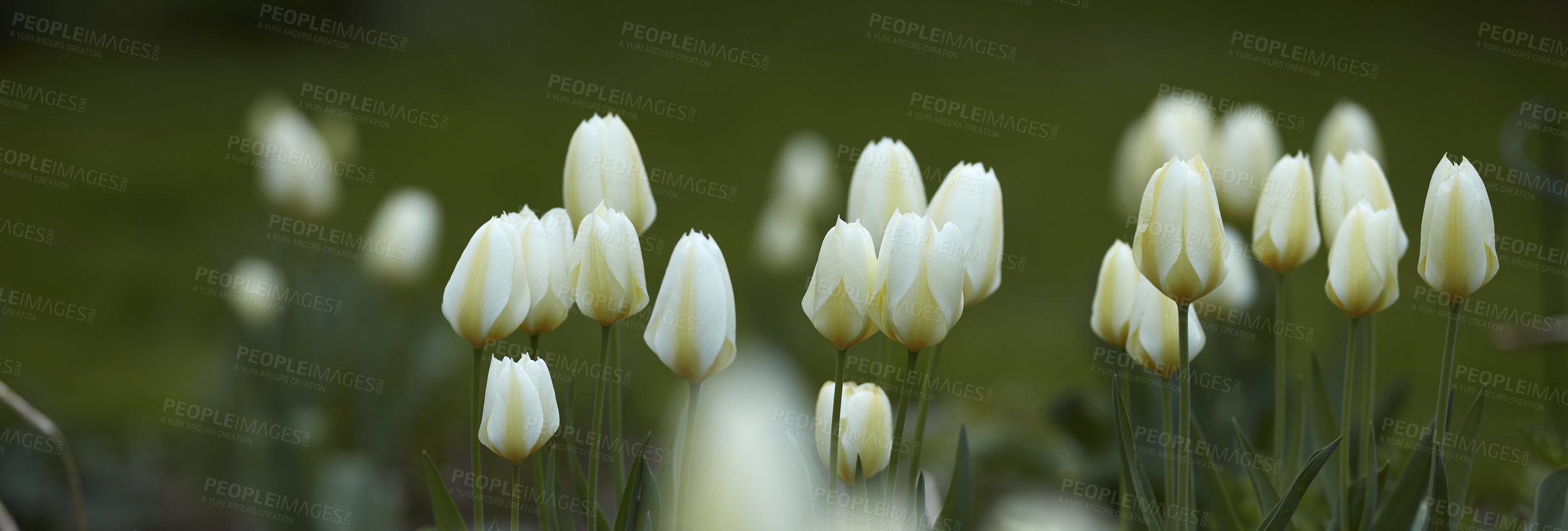 Buy stock photo Garden tulip growing and thriving in a forest or field. Closeup of seasonal flowers blooming in a calm environment. Beautiful tulipa gesneriana plant in a zen meadow against a blurred background