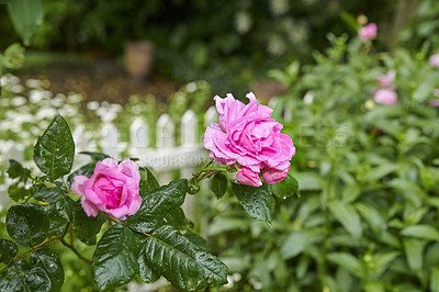 Buy stock photo A photo of a beautiful rose in the garden