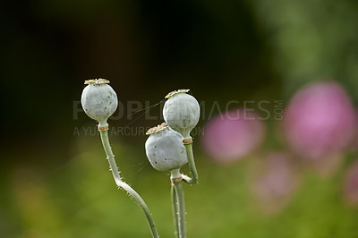 Buy stock photo A series of beautiful garden photos