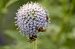 Globe Thistle flowers