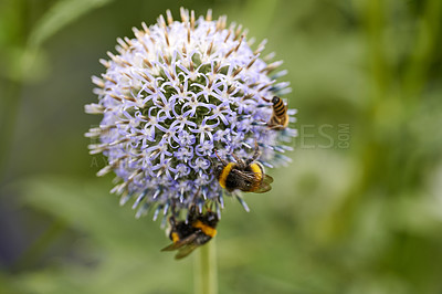 Buy stock photo Blue Globe Thistle Flowers, known as Echinops and stalwart perennial. Latin: Echinops exaltatus