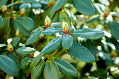 Buy stock photo Budding Rhododendron flowers in garden at home. Closeup of woody flowering plant getting ready to blossom while growing in backyard in summer. Beautiful little flowerbuds with green leafs in nature