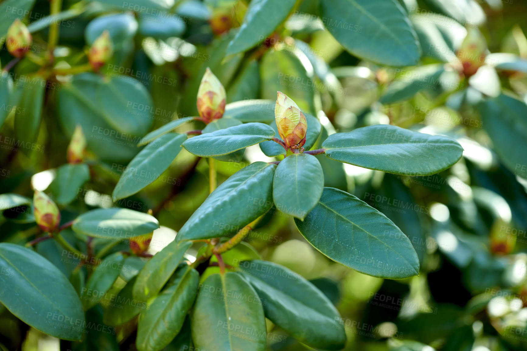 Buy stock photo Budding Rhododendron flowers in garden at home. Closeup of woody flowering plant getting ready to blossom while growing in backyard in summer. Beautiful little flowerbuds with green leafs in nature