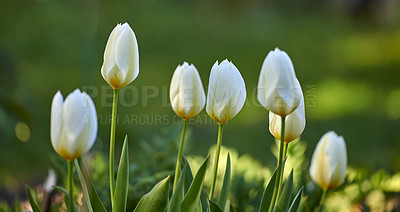 Buy stock photo White tulips growing in a garden on a sunny day. Closeup of seasonal flowers blooming in a calm field. Macro details, texture and nature pattern of petals in a zen meadow against blurred background 