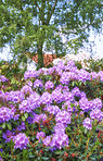 Rhododendron in my garden