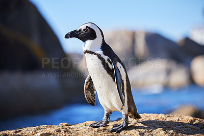 Buy stock photo African penguin, beach or nature with environment, summer or landscape with aquatic flightless birds. Seaside, ocean or animal with ecology, habitat or conservation for endangered species or wildlife