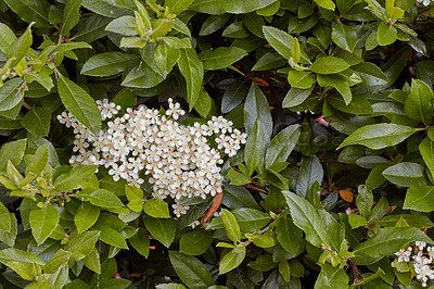 Buy stock photo A series of beautiful garden photos