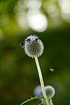 Globe Thistle flowers