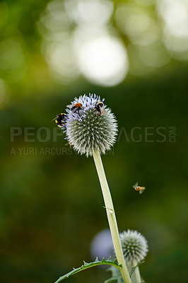 Buy stock photo Swarm of bees pollinating a wild globe thistle or echinops exaltatus flower growing in a garden outdoors. Flying insects feeding off nectar on a plant. Ecosystem and biodiversity of nature in spring
