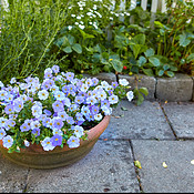 My garden | Buy Stock Photo on PeopleImages, Picture And Royalty Free ...