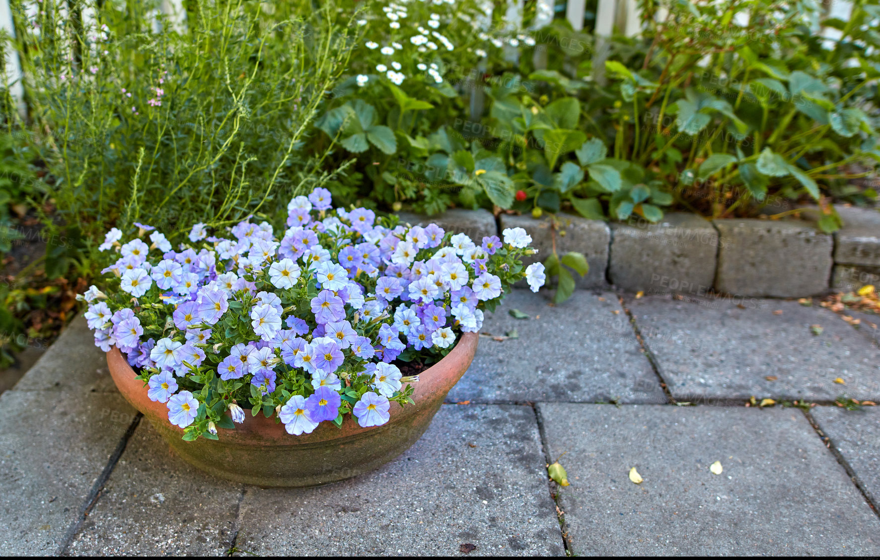 Buy stock photo Purple white Petunia flowers in a garden. Bunch of beautiful ornament pot plant on a backyard patio or porch during spring season. Pretty decoration plants for outdoor landscaping in summer