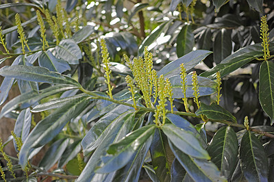 Buy stock photo Closeup of buds of a flower about to bloom in a garden with lush green leaves. Prunus laurocerasus or english cherry laurel from the rosaceae species growing in nature as an evergreen shrub
