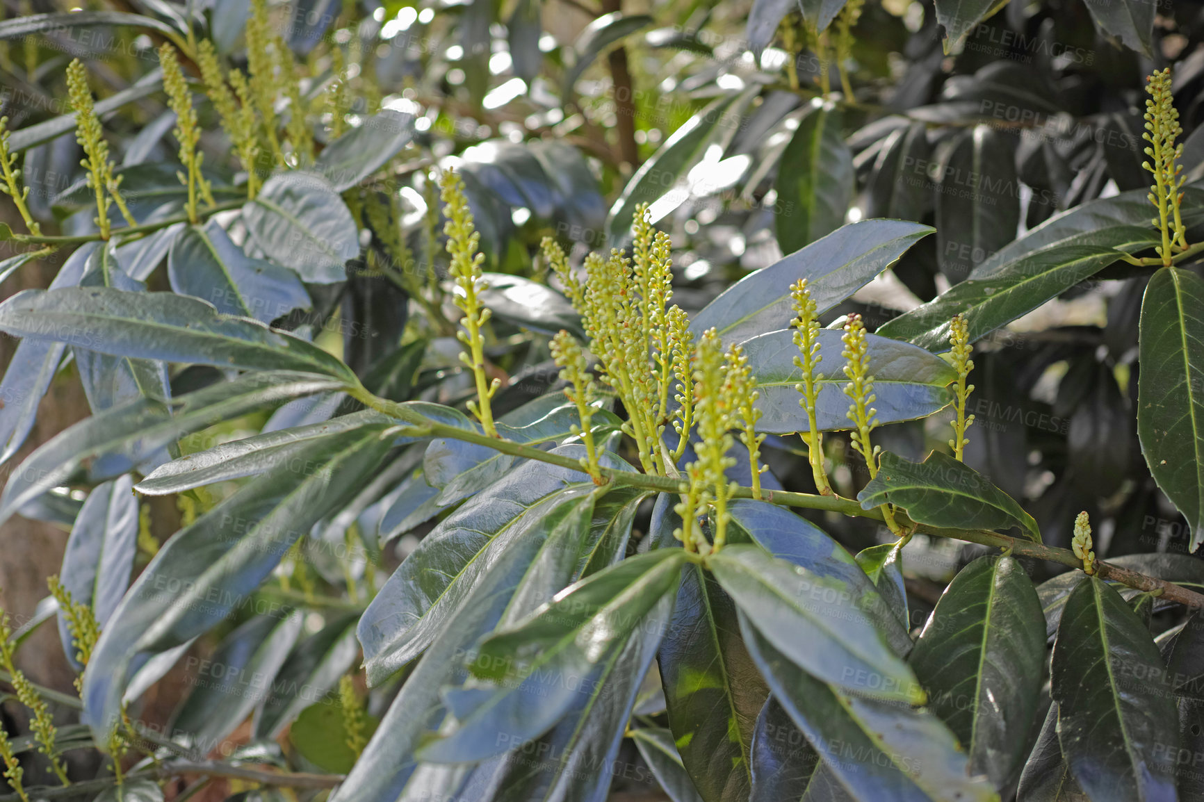 Buy stock photo Closeup of buds of a flower about to bloom in a garden with lush green leaves. Prunus laurocerasus or english cherry laurel from the rosaceae species growing in nature as an evergreen shrub
