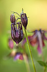 Beautiful flowers in my garden