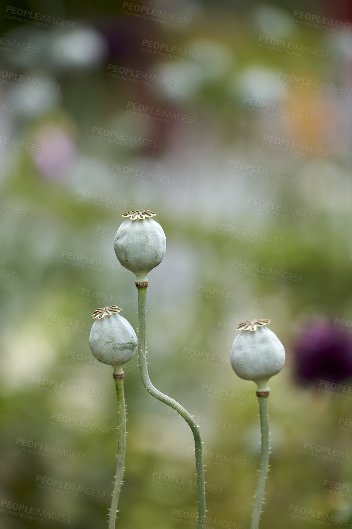 Buy stock photo A series of beautiful garden photos