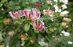 Beautiful flowers in my garden