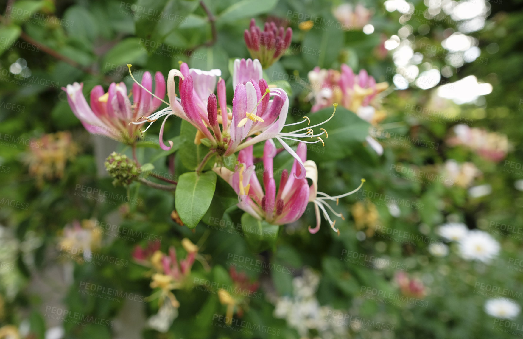 Buy stock photo A series of beautiful garden photos