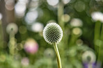 Globe Thistle flowers