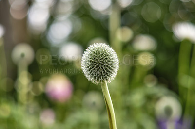 Buy stock photo Blue Globe Thistle Flower in nature against a green blurred lush park or garden in summer. Echinops close up known as the stalwart perennial or dandelion growing in a beautiful flora botanical garden