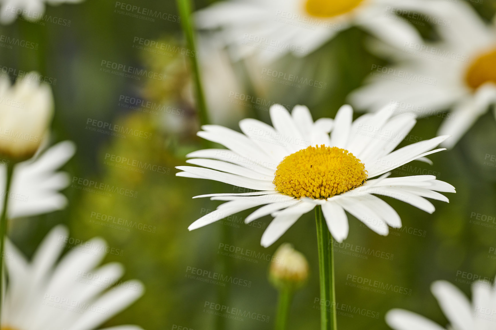 Buy stock photo German chamomile white daisy flowers with yellow center blooming in a botanical garden or park on a sunny day during spring. Scenic landscape of pure natural environment with asteraceae plant species